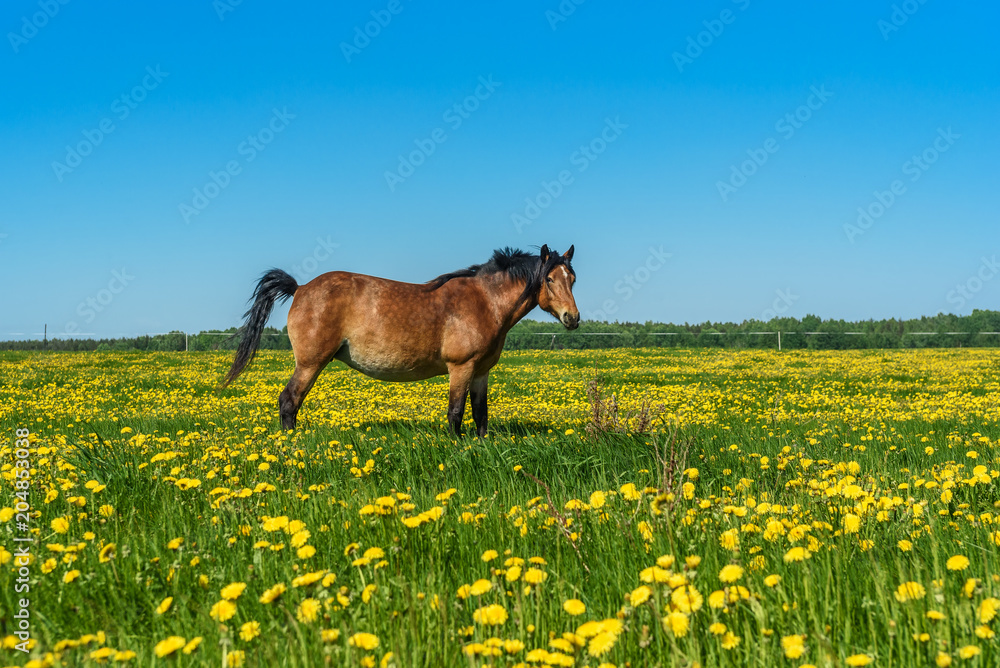 horses grazing on the field with dandelions