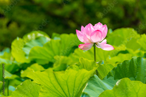 Lotus Flower.Background is the lotus leaf and  tree.Shooting location is Yokohama, Kanagawa Prefecture Japan.