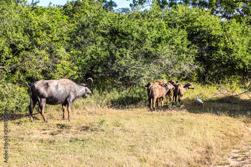Fototapeta Naklejka Na Ścianę i Meble -  Srilanka Yala National Park Wild ox Herd