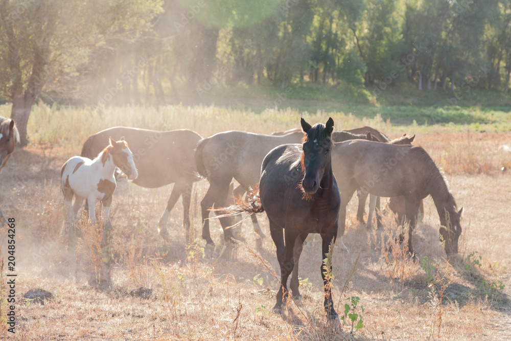 Fototapeta premium Herd of wild horses grazing in the meadow. With them grazing foal.