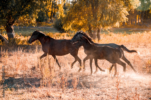 Three wild brown horses run around the edge of the forest  raising dust