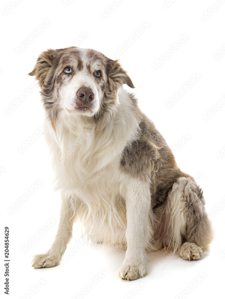 Fototapeta premium border collie in studio