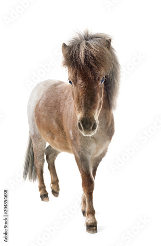 Obraz na plátně Falabella miniature horse