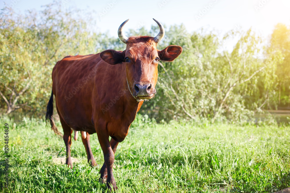 The cow is grazed on a pasture in the summer. Agriculture and livestock production. The cow is grazed on a pasture in the summer. Agriculture and livestock production.