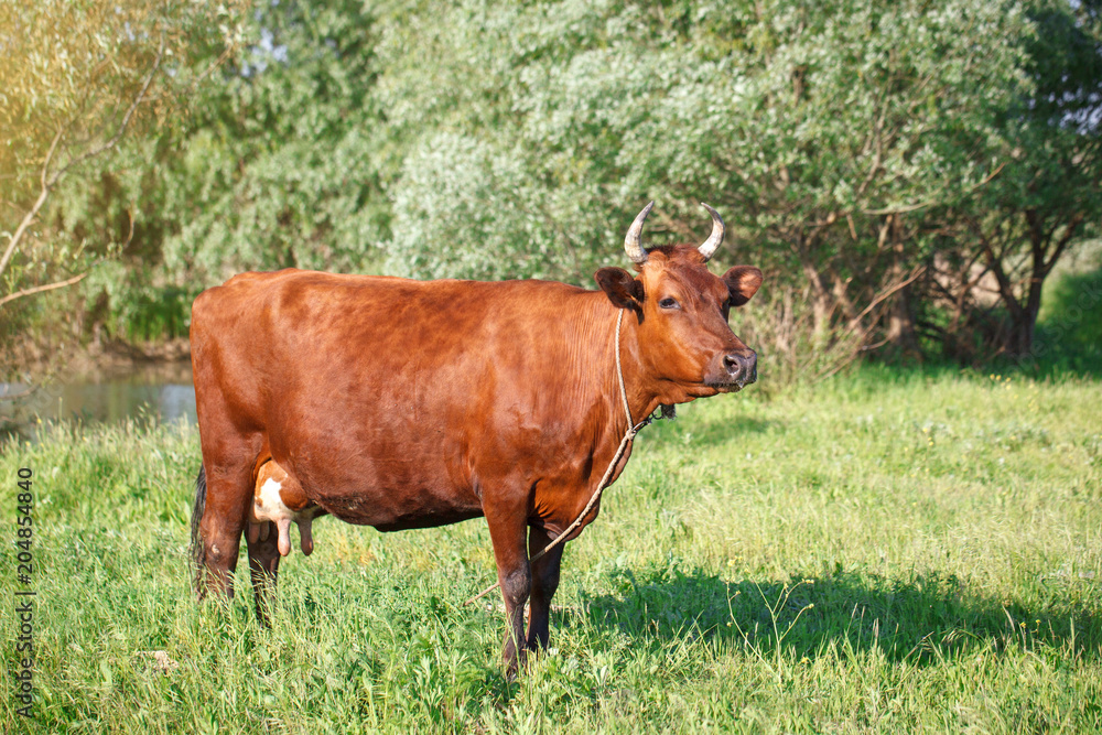 The cow is grazed on a pasture in the summer. Agriculture and livestock production. The cow is grazed on a pasture in the summer. Agriculture and livestock production.