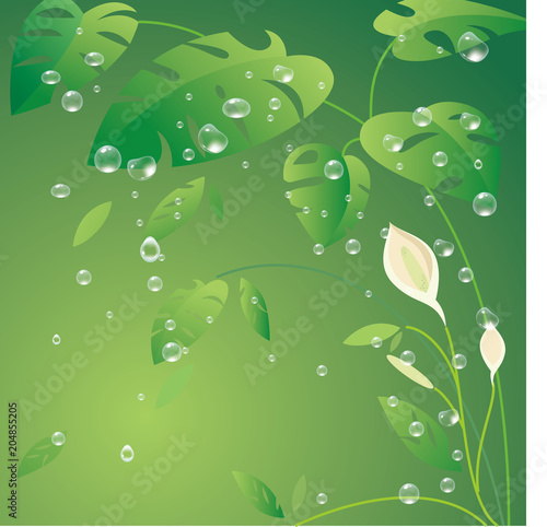 green leaves and water drops