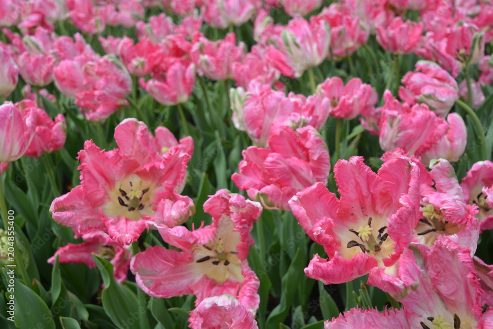 Obraz premium Tulips