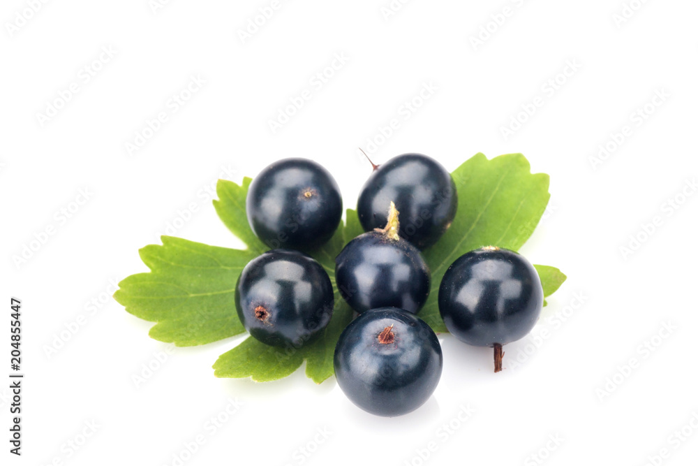 Blackcurrant Blackcurrant