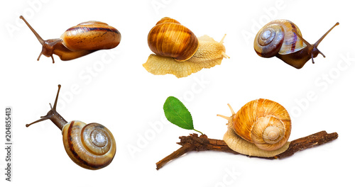 set of snail mollusk isolated on white