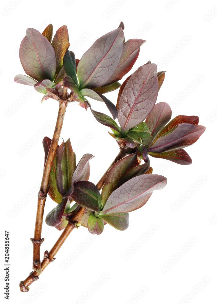 A twigs with young red leaves of spring garden honeysuckle bush. A twigs with young red leaves of spring garden honeysuckle bush.