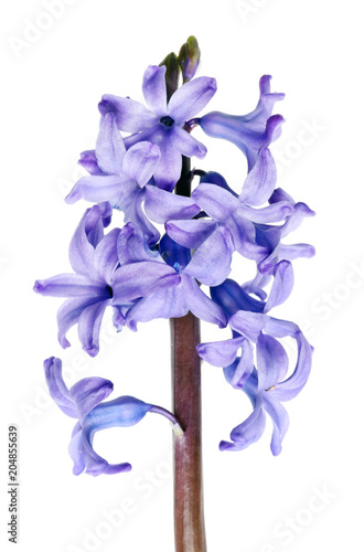 The first spring April garden blue hyacinth flower