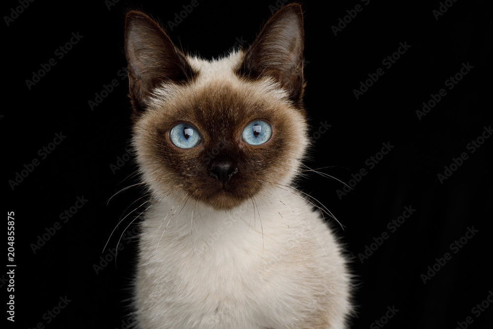 Portrait of Scyth Toy Bob, the most smallest Cat on Isolated Black Background, 8 month, siamese fur and blue eyes