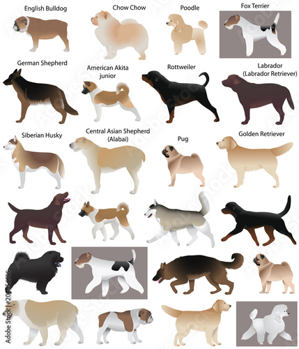 Collection of different breeds of dogs: fox terrier, siberian husky, chow chow, poodle, german shepherd, rottweiler, pug, english bulldog, labrador, golden retriever, central asian shepherd, akita