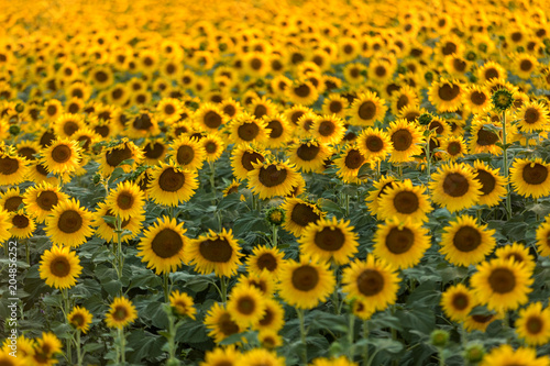 Sunflowers field near Arles  in Provence, France photo