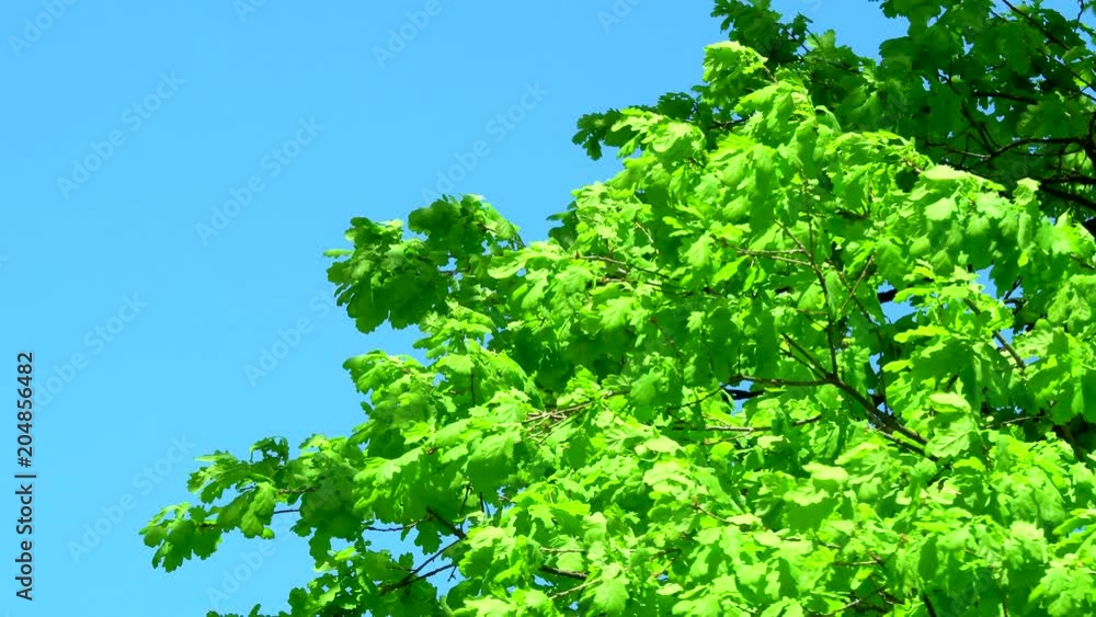 Leaves of the Tree Green. Abundant green foliage sprouted on trees in the spring warm period against the blue sky. 4K Leaves of the Tree Green. Abundant green foliage sprouted on trees in the spring warm period against the blue sky. 4K