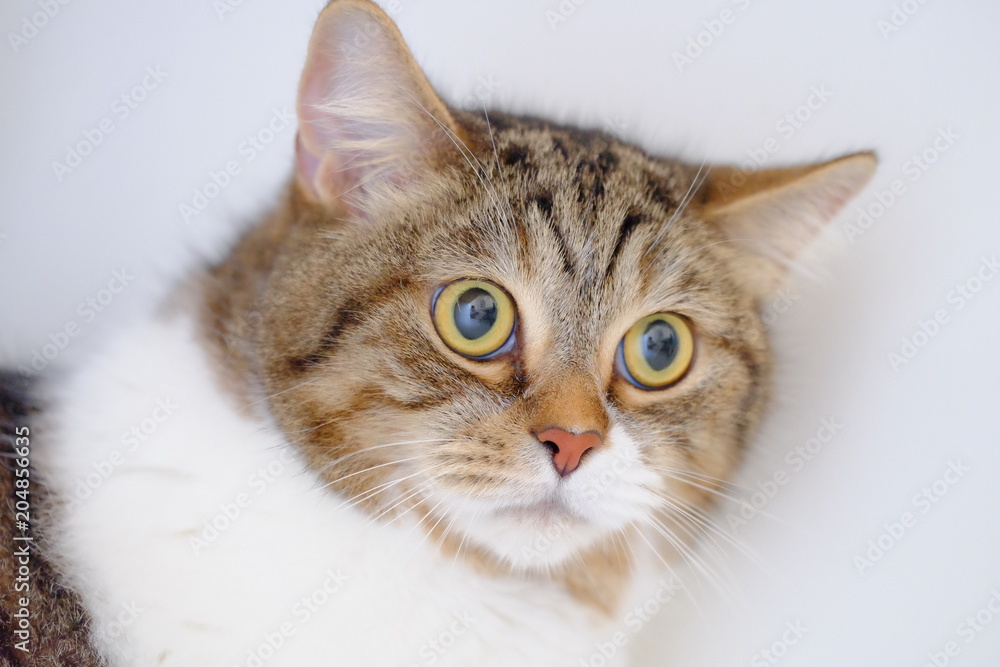 Cute big eye shorthair cat in brown and white color and tiger pattern Cute big eye shorthair cat in brown and white color and tiger pattern