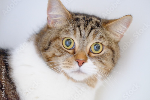Cute big eye shorthair cat in brown and white color and tiger pattern 