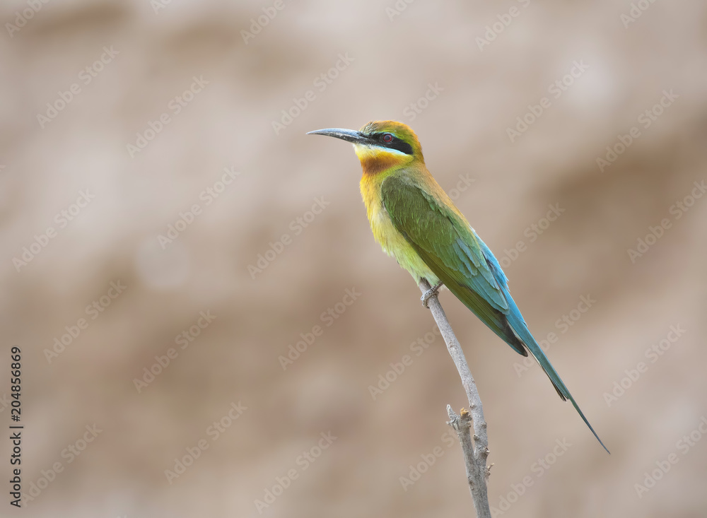 Blue tailed bee eater