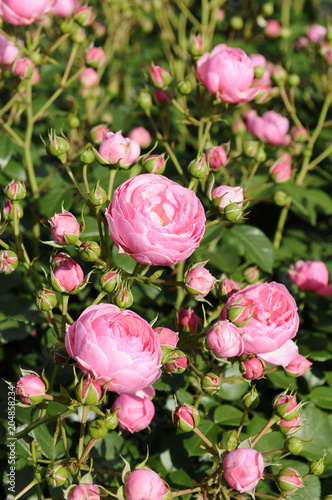 Wallpaper Mural ピンクのバラ Torontodigital.ca