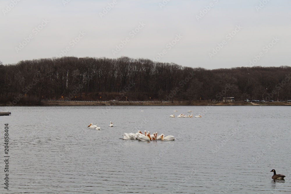 pelicans and goose
