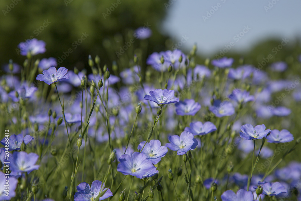 Naklejka premium Lin