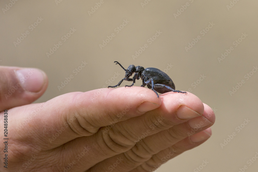 A small beetle held in palm