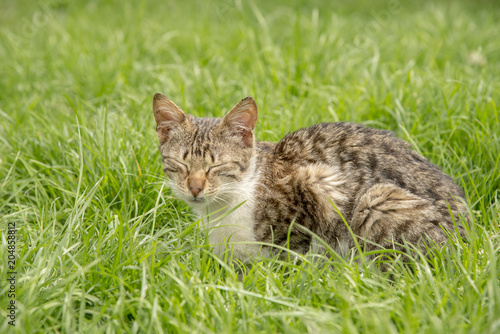 Cat in the grass