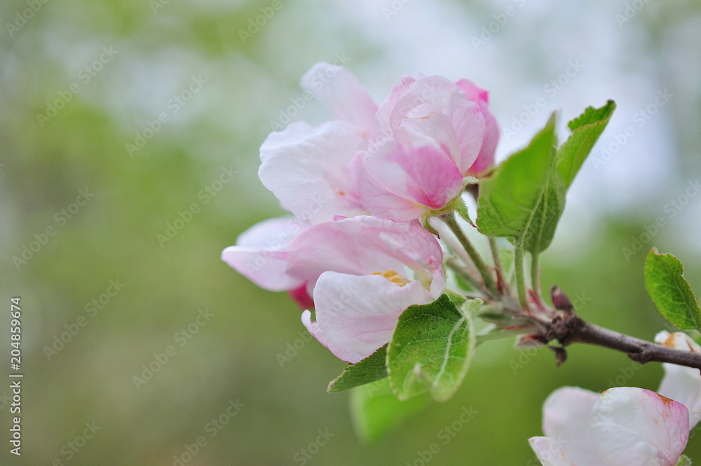Obraz premium Apple tree branch in spring bloom