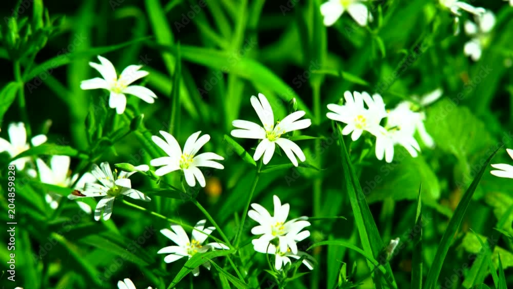 Field flowers as an ornament of a spring park swing in the wind under a warm sun