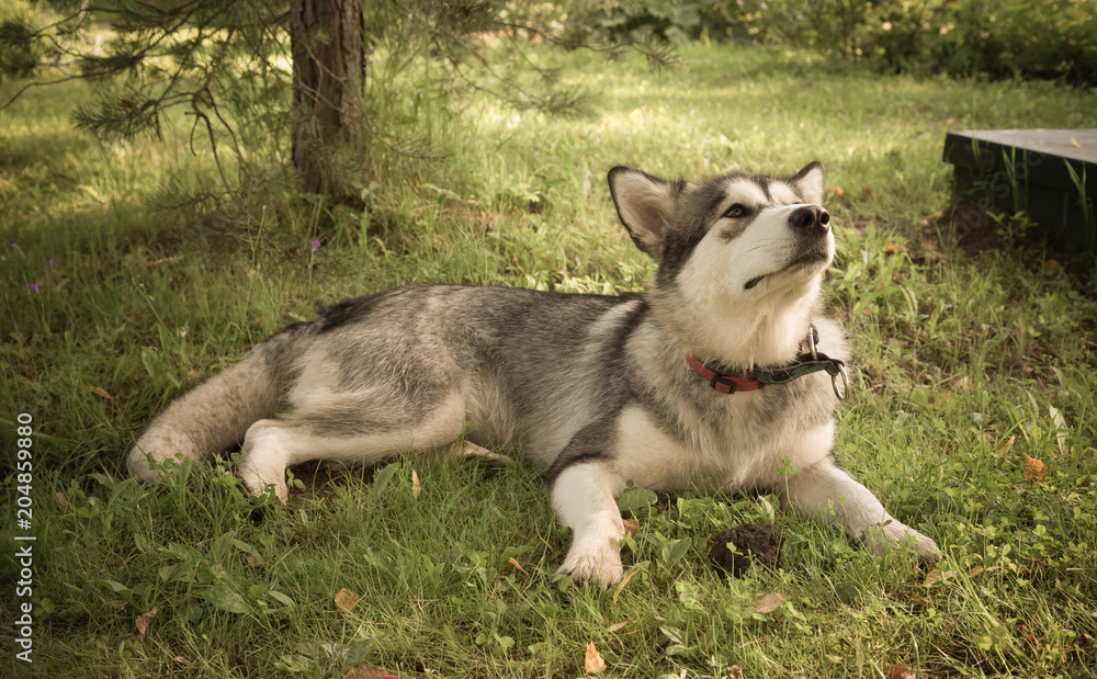 Dog breed alaskan malamute in a garden. Shallow depth of field. Selective focus. Toned Dog breed alaskan malamute in a garden. Shallow depth of field. Selective focus. Toned