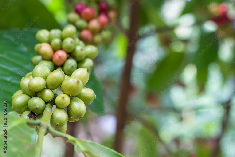 raw robusta coffe beans in garden raw robusta coffe beans in garden