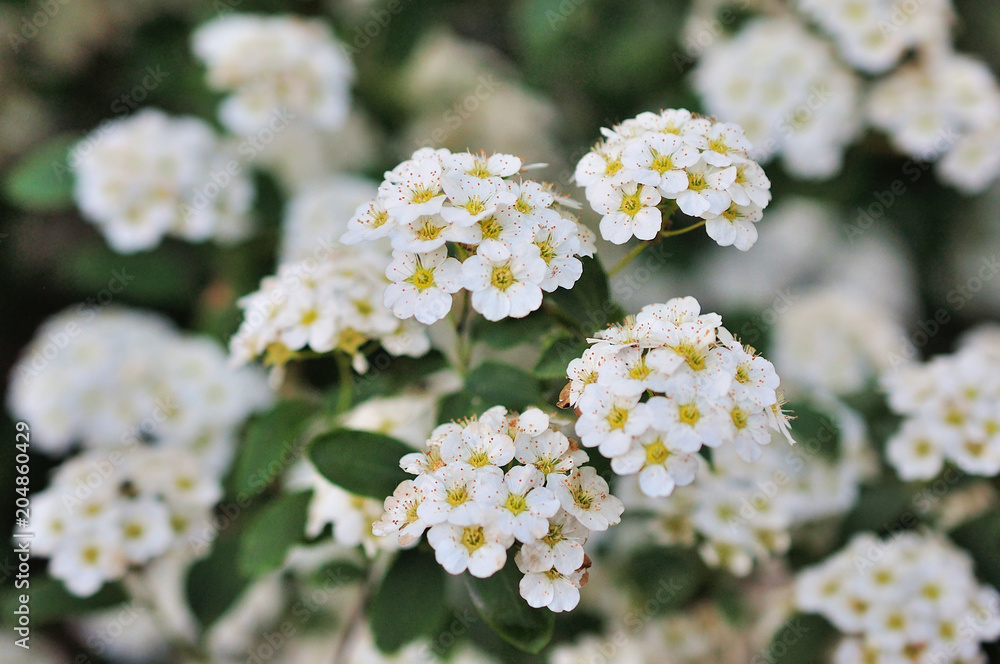 Spiraea flower. white spiraea flower. Spiraea flower. white spiraea flower.