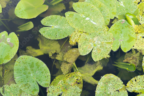 Nenufar in a pond close up 