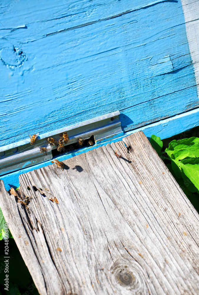 Obraz premium bee hive with bees on it