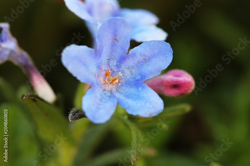 Macro picture of Lithodora flower, soft perspective, blurry background, morning sun