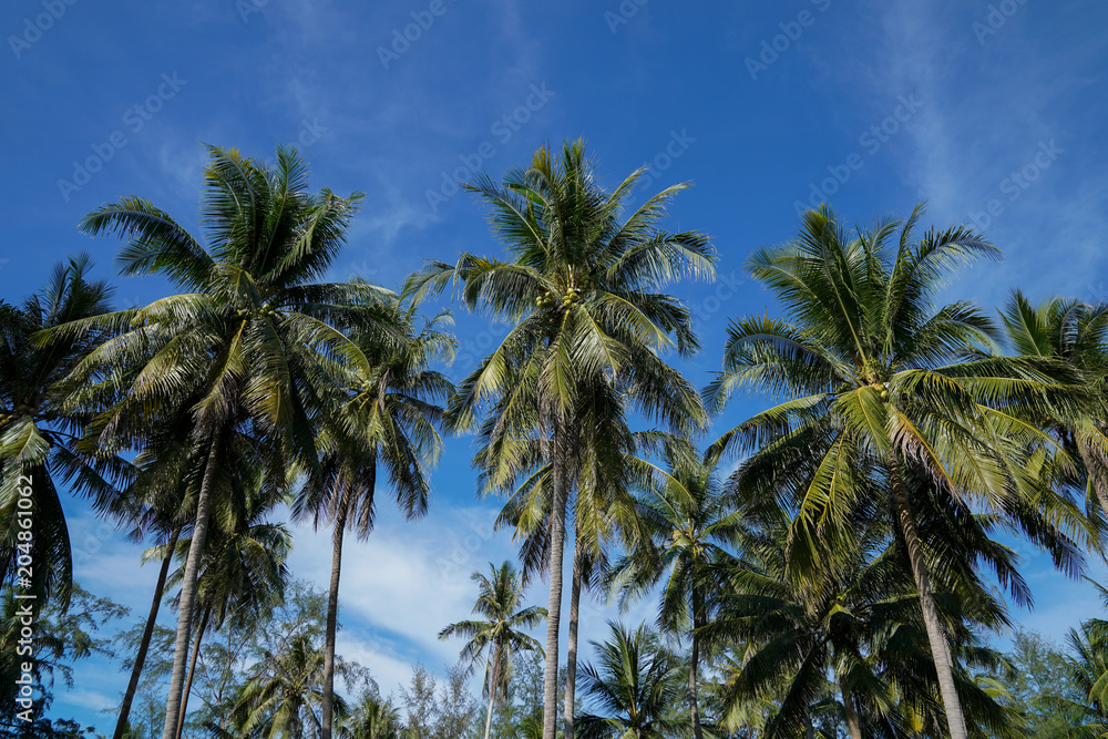 Palm trees against blue sky, Palm trees at tropical coast, Coconut tree, Summer tree Palm trees against blue sky, Palm trees at tropical coast, Coconut tree, Summer tree