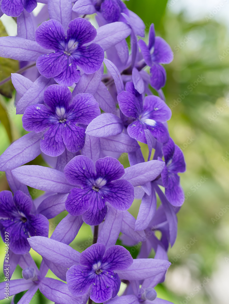 Close up of violet flower background.