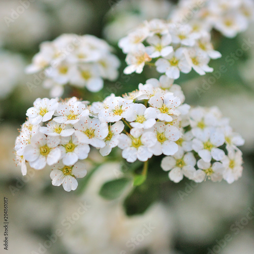 Spiraea flower. white spiraea flower. © alena0509