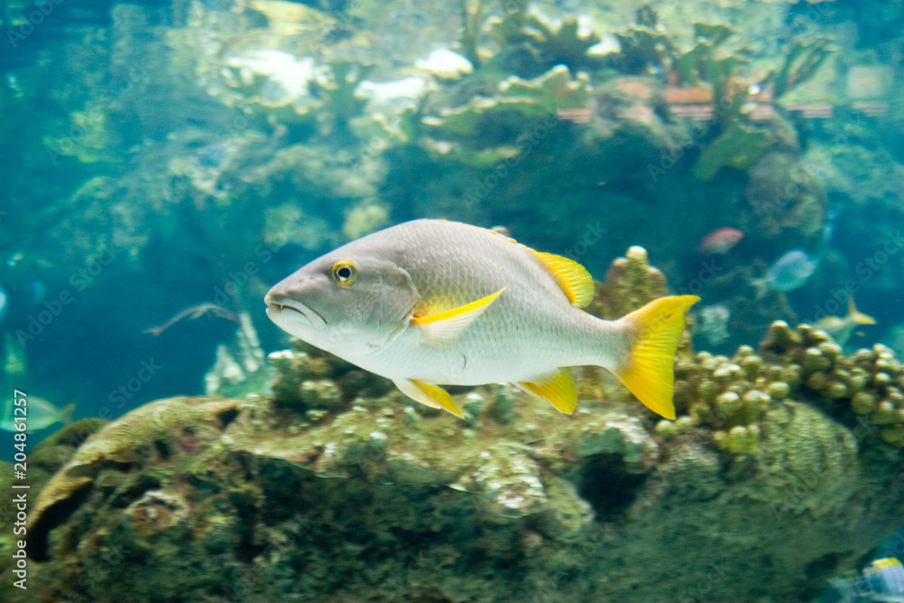 Gerres cinereus - Moiarra pinna gialla Gerres cinereus - Moiarra pinna gialla