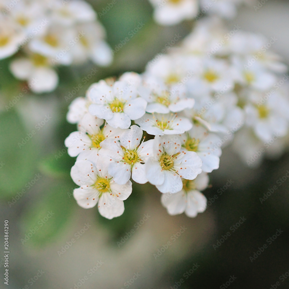 Spiraea flowering, small flowers Spiraea flowering, small flowers