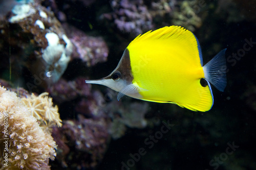 Forcipiger flavissimus - Pesce pinzetta photo