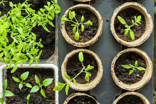 vegetable seedlings in peat pots and trays