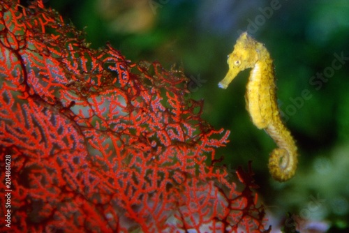 Hippocampus reidi - Cavalluccio marino brasiliano gigante