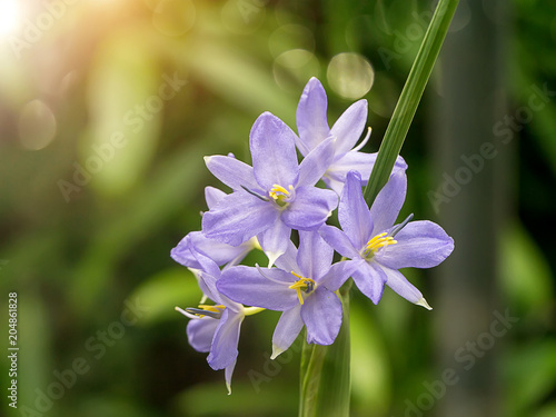 Close up violet flower.