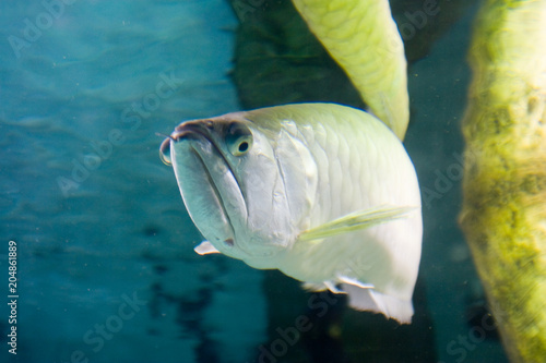 Osteoglossum bicirrhosum - Arowana photo