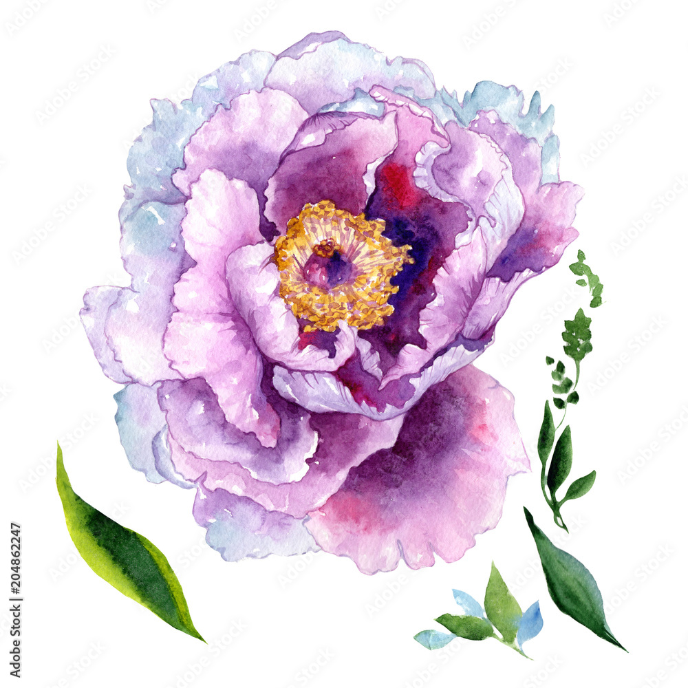 Wildflower peony pink flower in a watercolor style isolated. Aquarelle wildflower for background, texture, wrapper pattern, frame or border. Wildflower peony pink flower in a watercolor style isolated. Aquarelle wildflower for background, texture, wrapper pattern, frame or border.