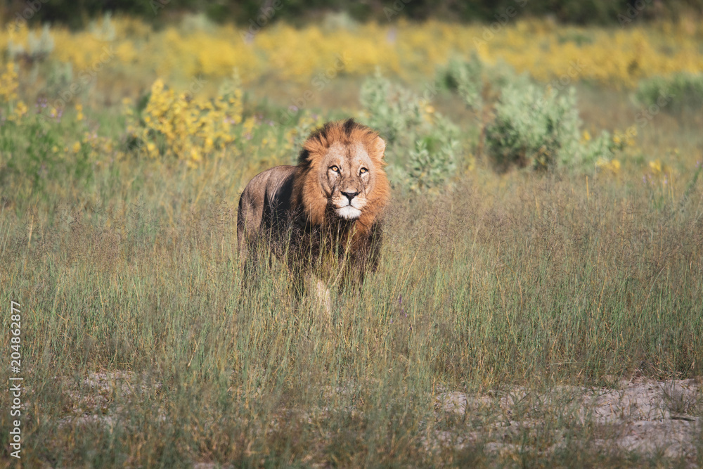 Fototapeta premium Mighty Lion watching the lionesses who are ready for the hunt in Masai Mara, Kenya (Panthera leo) 