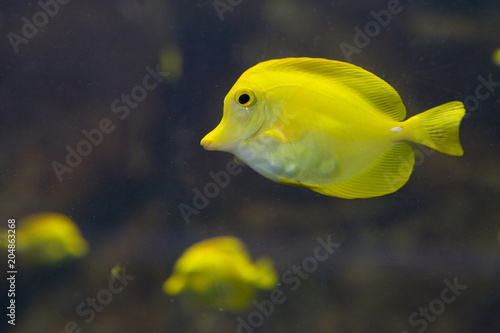 Zebrasoma flaviscens - Pesce chirurgo giallo