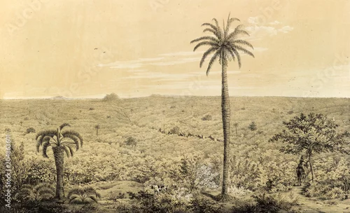 Obraz Natura Ameryki Południowej.