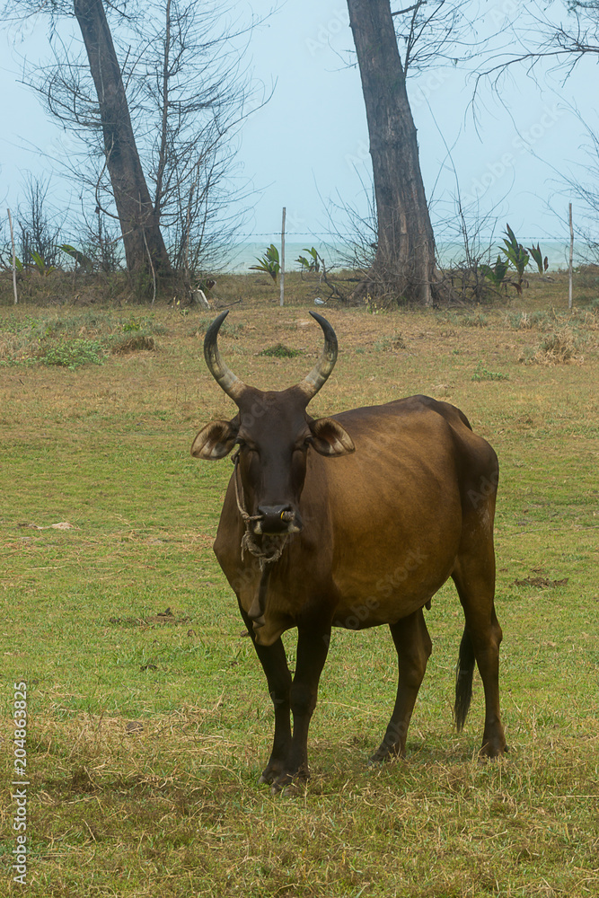 The cow is stand on the lawn